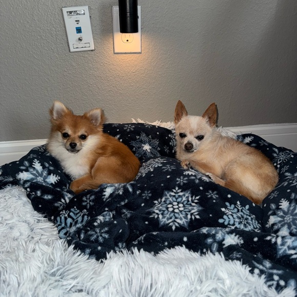Meet my babies 🐕🐕🐕🥰 - Picture 4 of 4
